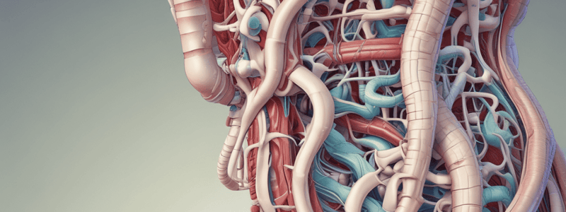 chapter 15. quiz 1. Anatomy of the Gastrointestinal Tract