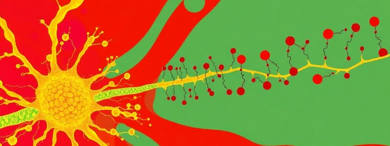 DMRT Transcription Factors Overview