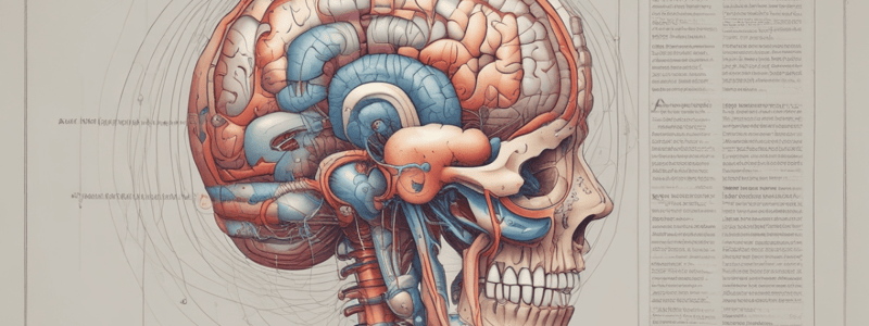 Arterial Supply of the Brain