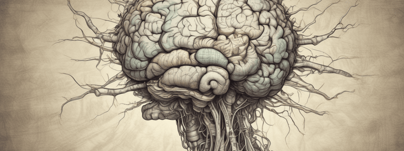 Ventromedial Prefrontal Cortex Functions