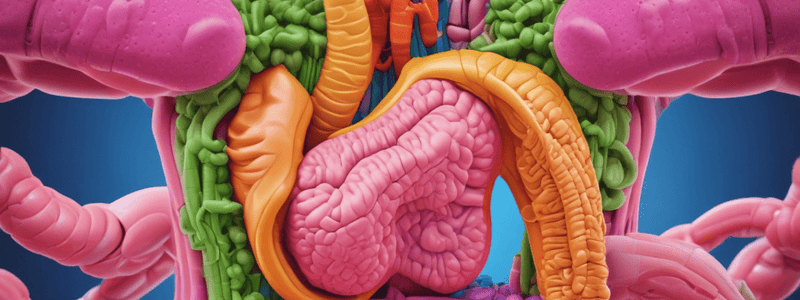 Digestive System Functions Quiz