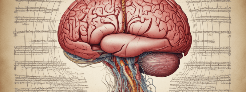 BMS Neuroanatomy Lecture 2: Meninges, Ventricular System, Brain Blood Supply Quiz