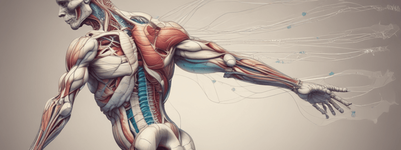 The Muscular System