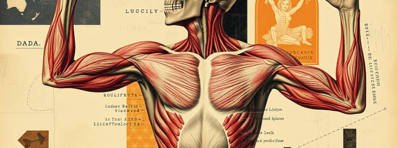 Overview of the Muscular System