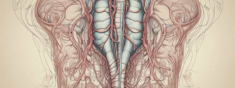 Anatomía del Sistema Urinario