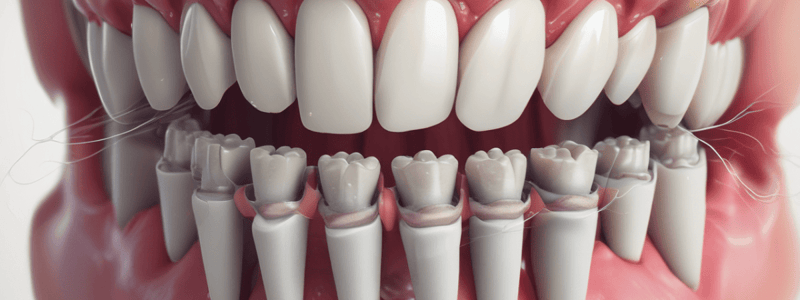 The Periodontium: Alveolar Bone and Process