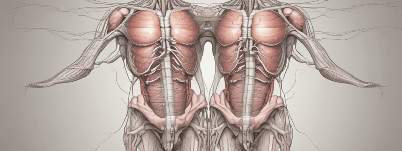 Male Reproductive System Histology (MCQS)