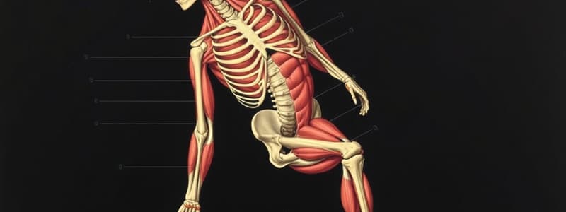 Classification of Skeletal Muscle