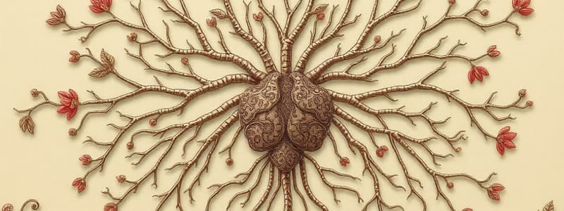 Nervous System Overview and Functions