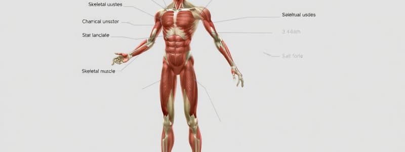 Muscle Classification and Function