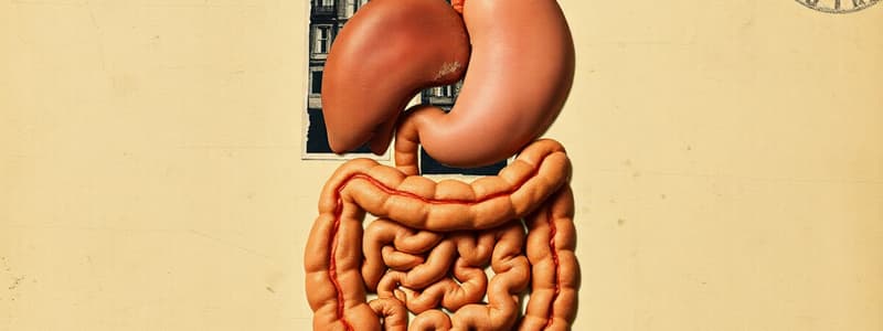 Digestive System Organs