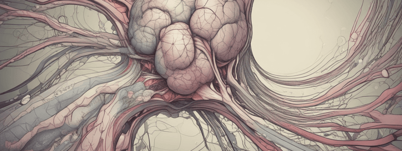 Connective Tissues Classification