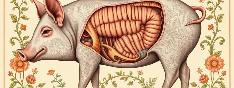 Swine Digestive System Diagram