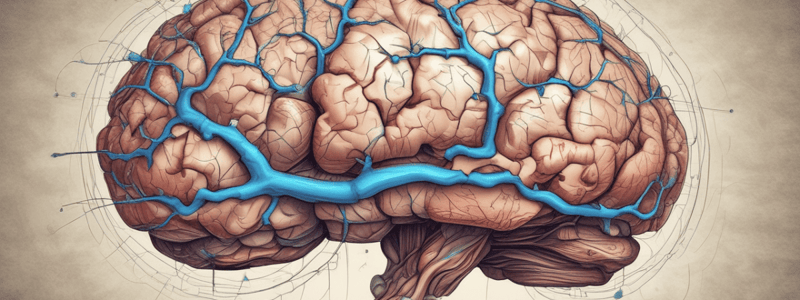 Thalamic Nuclei Functions and Organization