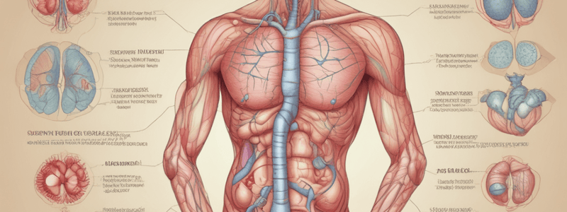 Endocrine System Study Guide: Diabetes and More