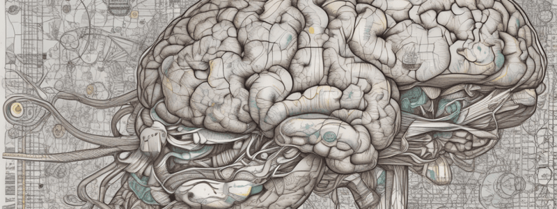 Thalamic Nuclei and Functional Organization