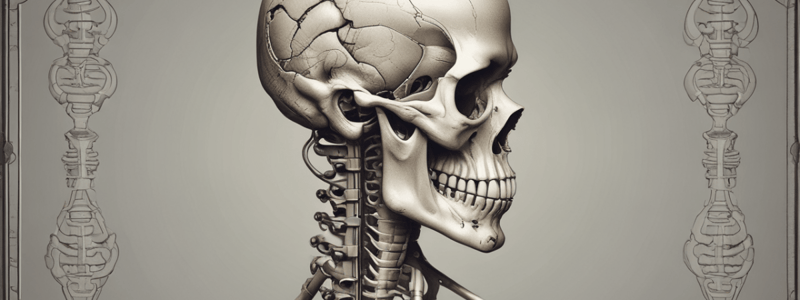 Bones of the Lower Limb