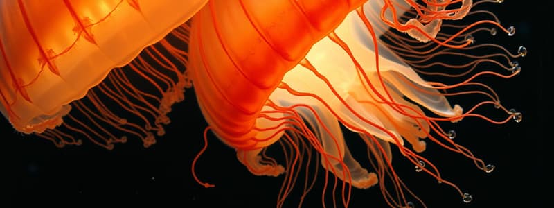 Ctenophores Flashcards