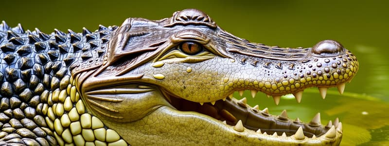 Crocodiles and Alligators Flashcards