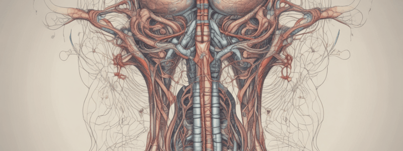 Anatomy of Thoracic Organs