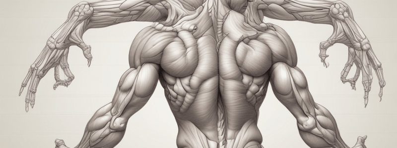 Muscle Microanatomy Quiz