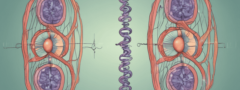 Mitosis vs Meiosis Overview