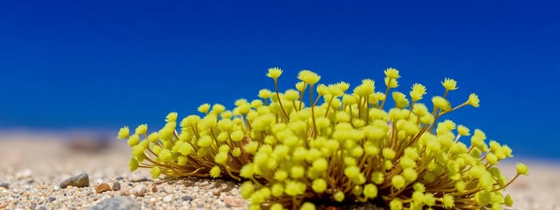 Desert Moss and Space Exploration