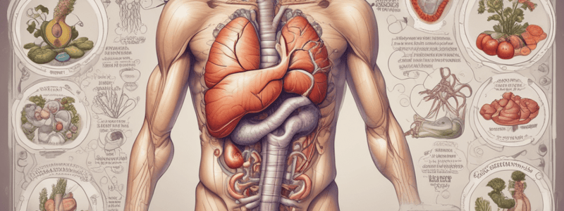 Digestive System Overview