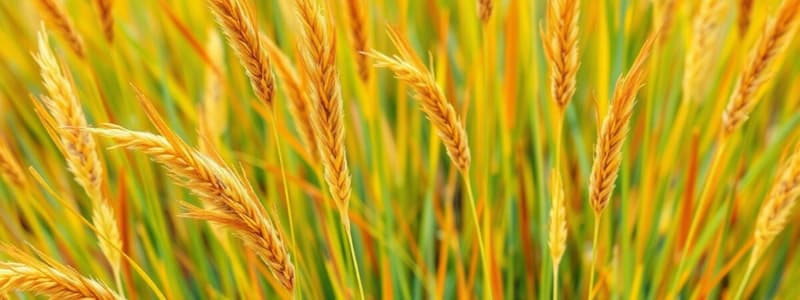 Eragrostis Tef: History and Use as Food