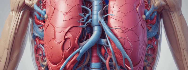 Anatomy: Thoracic and Abdominal Cavities