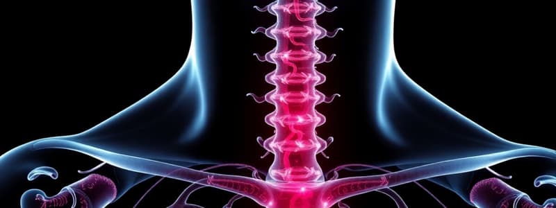 Thyroid and Parathyroid Glands