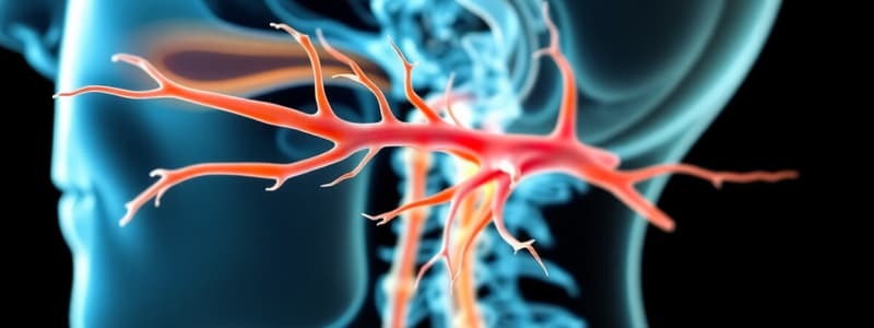 Trigeminal Nerve Branches Quiz