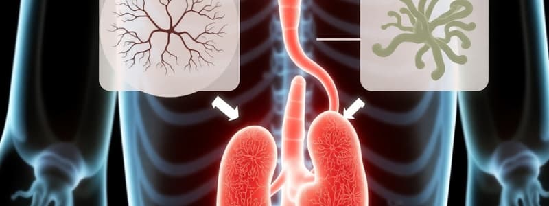 Metabolisme Intermediari: Processos Oxidatius