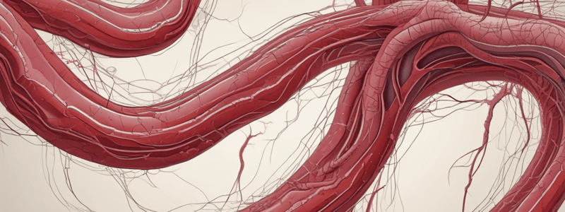 HEA1091: Blood Vessels and Blood Overview