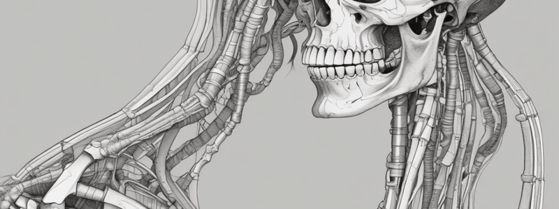 Anatomy of the Axial Skeleton