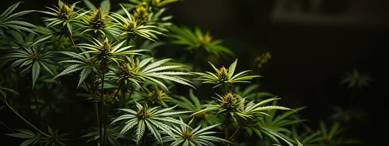 Cannabis Cultivation Techniques Quiz