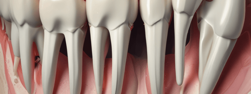 Tooth Formation Stages Quiz