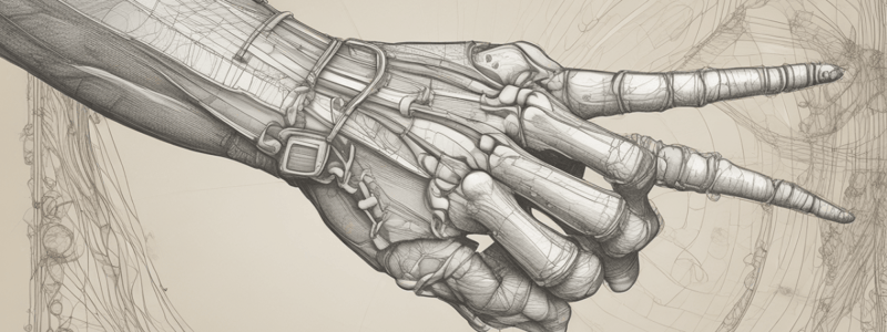 Anatomy of the Human Hand