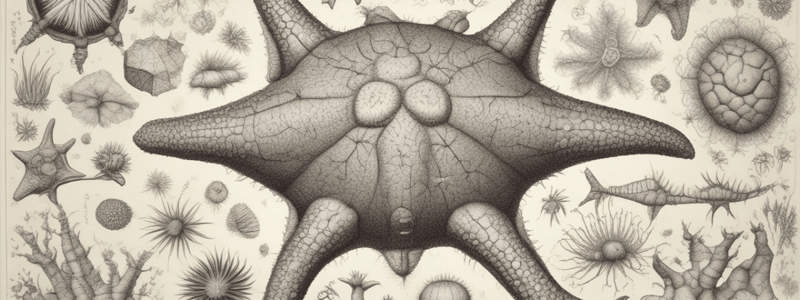 Deuterostomes and Chordates