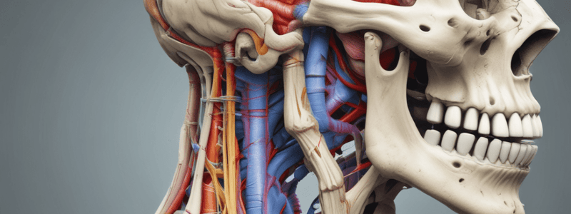 Anatomy of Head and Neck: Mastication, TMJ, and Swallowing