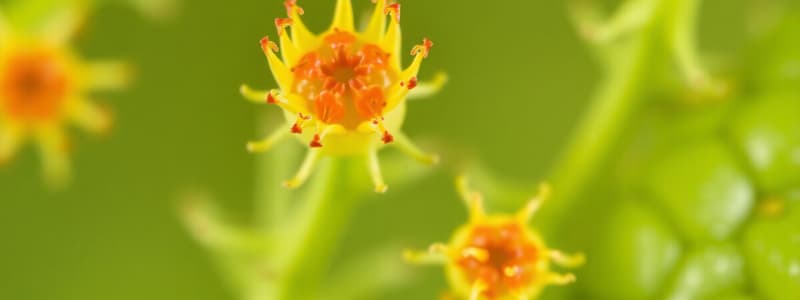 Tejidos Fundamentales de las Plantas