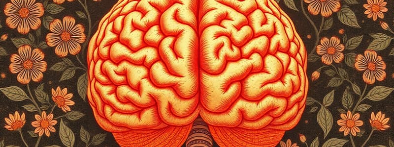 Basal Ganglia Direct Pathway