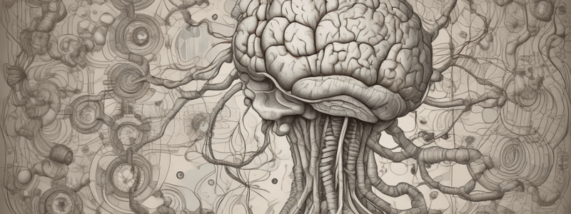 Anatomy of the Brain Stem