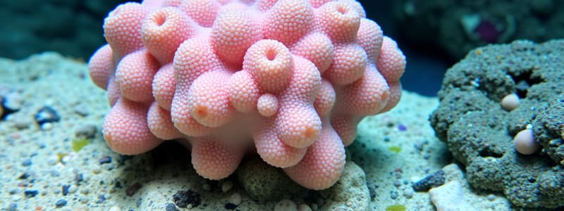 Phylum Porifera: Sponges Overview