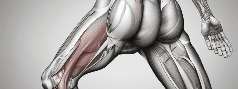 Medial Thigh Muscle Anatomy Quiz