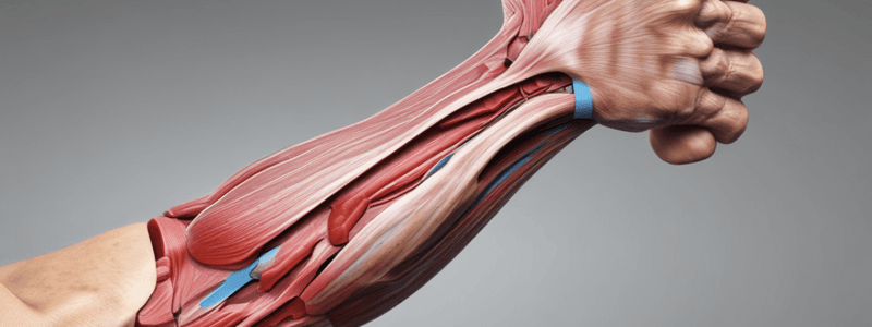 Anterior Aspect of the Forearm and Cubital Fossa Anatomy Quiz