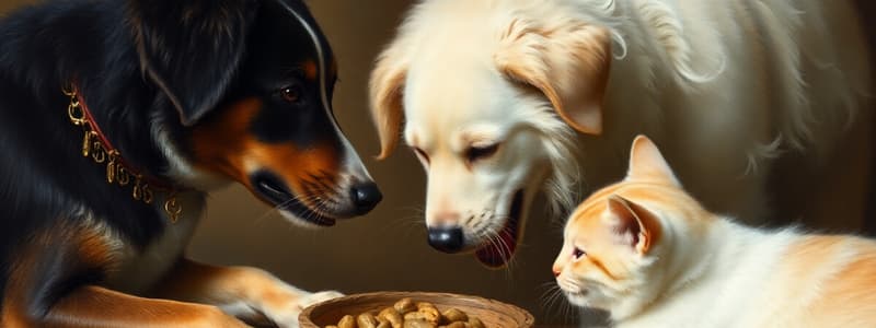 Chien et Chat: Alimentation et Communication