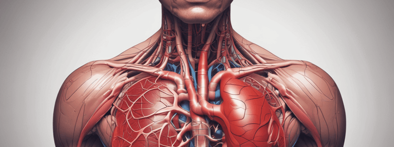 Circulatory System and Blood Flow