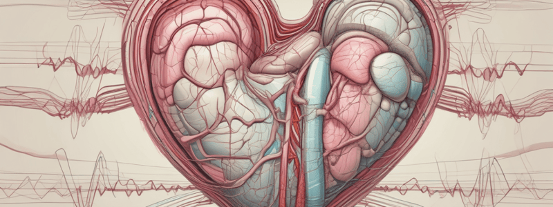 Cardiac Muscle Function