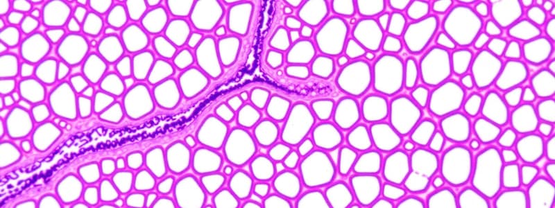 Epithelial Tissue Types and Functions